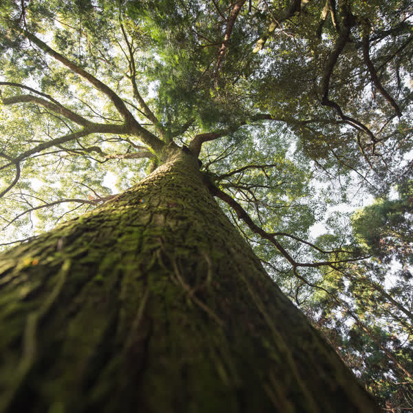 You can’t change the fruit without changing the root